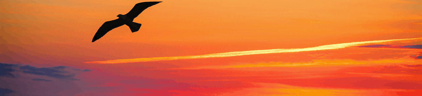 A bird flying in the sky at sunset.