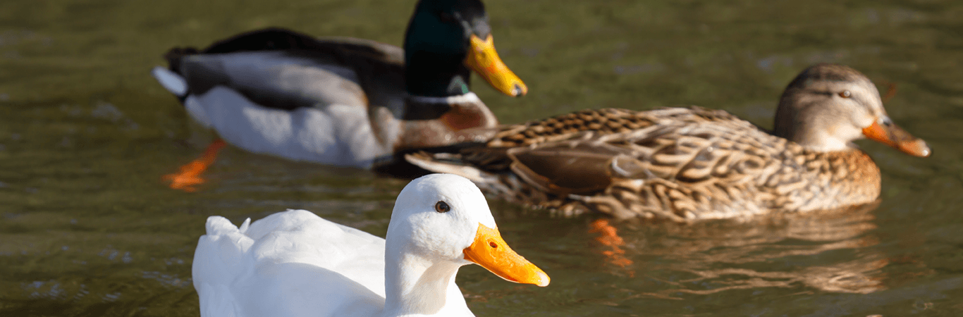 Three ducks swimming in a pond.
