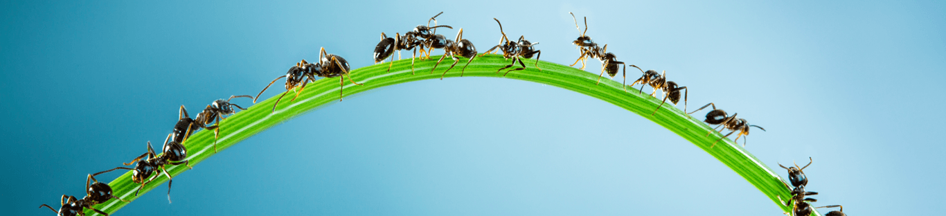 A group of ants standing on top of a green grass.