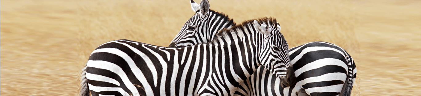 Two zebras in a field.