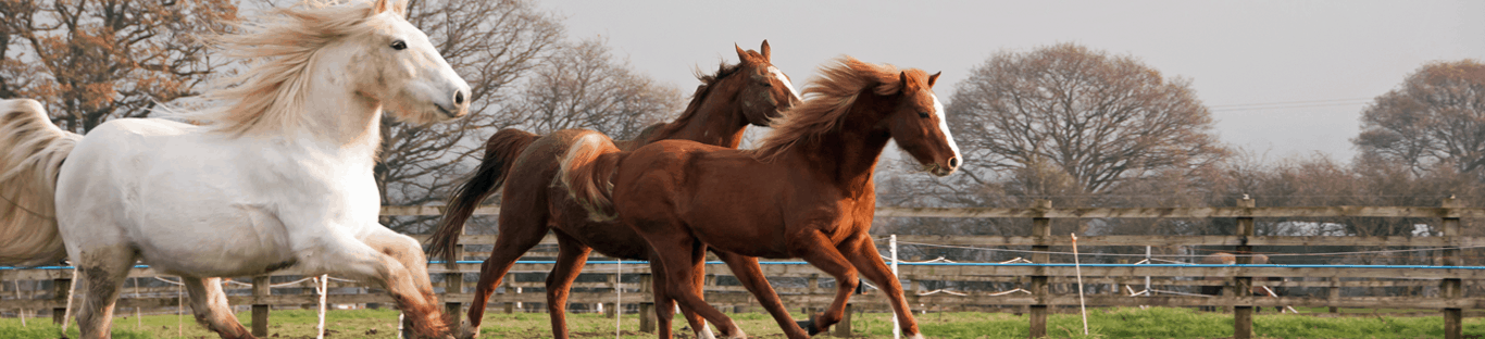 A group of horses running in a field.